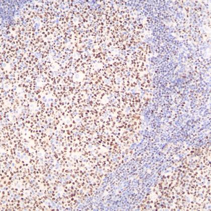 OCT2 Antibody Reagent for Immunohistochemistry