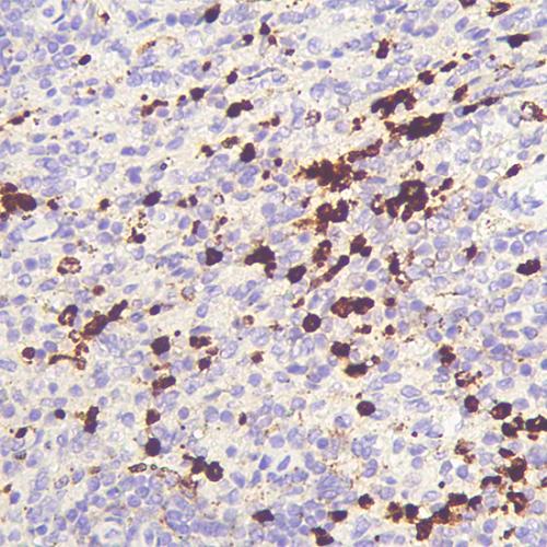 PHH3 Antibody Reagent for Immunohistochemistry